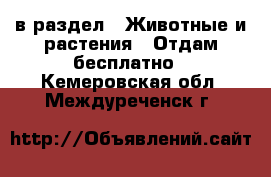  в раздел : Животные и растения » Отдам бесплатно . Кемеровская обл.,Междуреченск г.